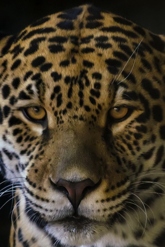 Обои кошка, взгляд, ягуар, зверь, cat, look, jaguar, beast разрешение 2048x1318 Загрузить