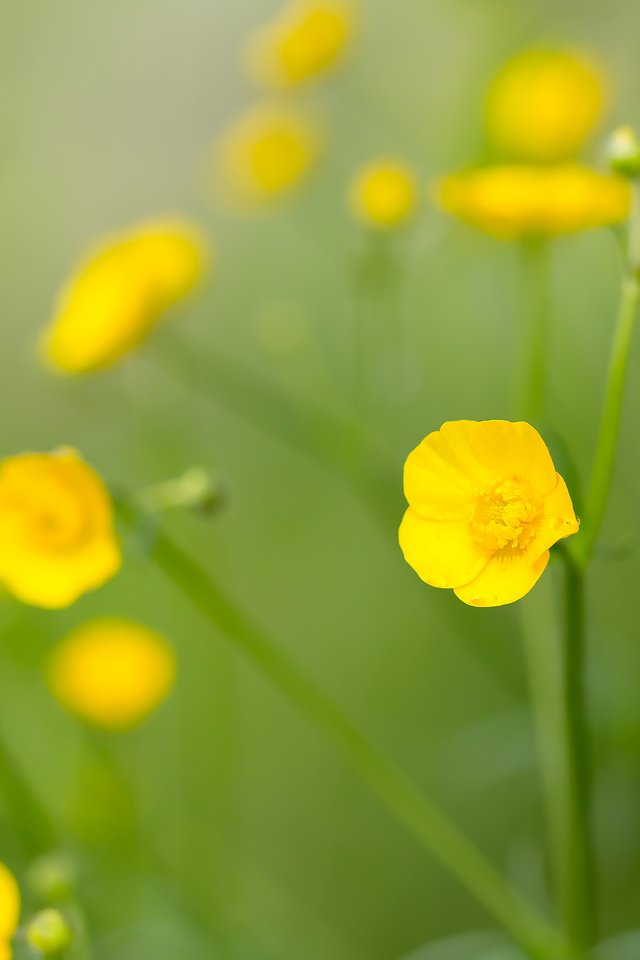 Обои цветы, полевые цветы, желтый цветок, лютик едкий, flowers, wildflowers, yellow flower, acrid buttercup разрешение 2208x1472 Загрузить