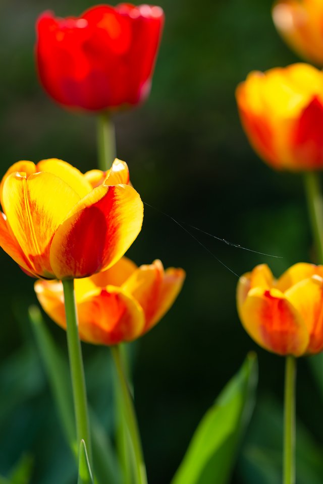 Обои цветы, природа, весна, тюльпаны, желто-красные, flowers, nature, spring, tulips, yellow-red разрешение 2228x1486 Загрузить