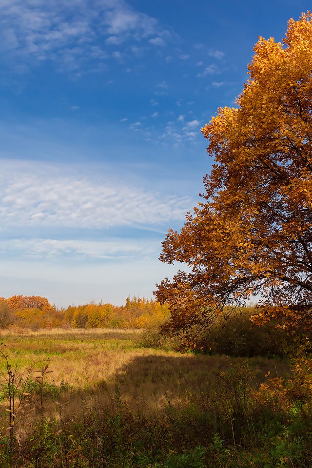 Обои небо, деревья, природа, пейзаж, поле, осень, дуб, the sky, trees, nature, landscape, field, autumn, oak разрешение 2304x1536 Загрузить