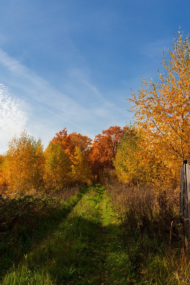 Обои деревья, пейзаж, осень, забор, trees, landscape, autumn, the fence разрешение 2304x1536 Загрузить
