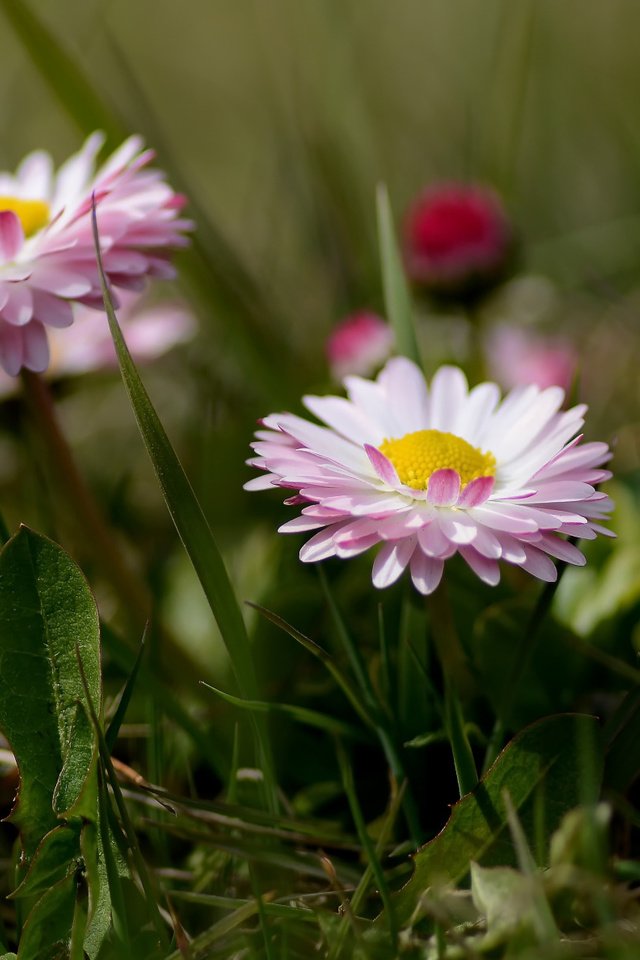 Обои цветы, трава, боке, маргаритки, flowers, grass, bokeh, daisy разрешение 2112x1188 Загрузить