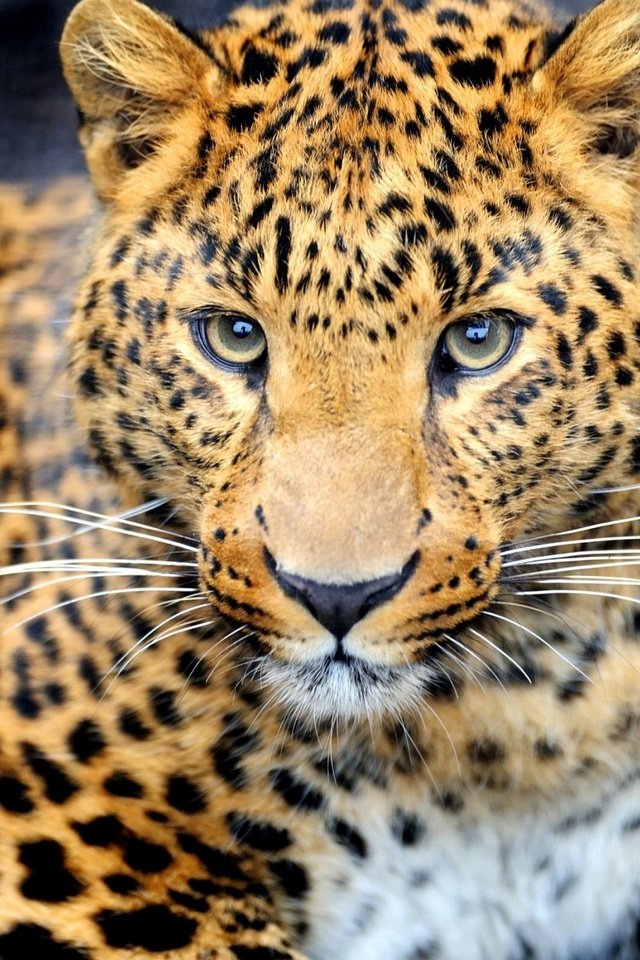Обои глаза, морда, взгляд, леопард, хищник, изображение, eyes, face, look, leopard, predator, image разрешение 2240x1400 Загрузить