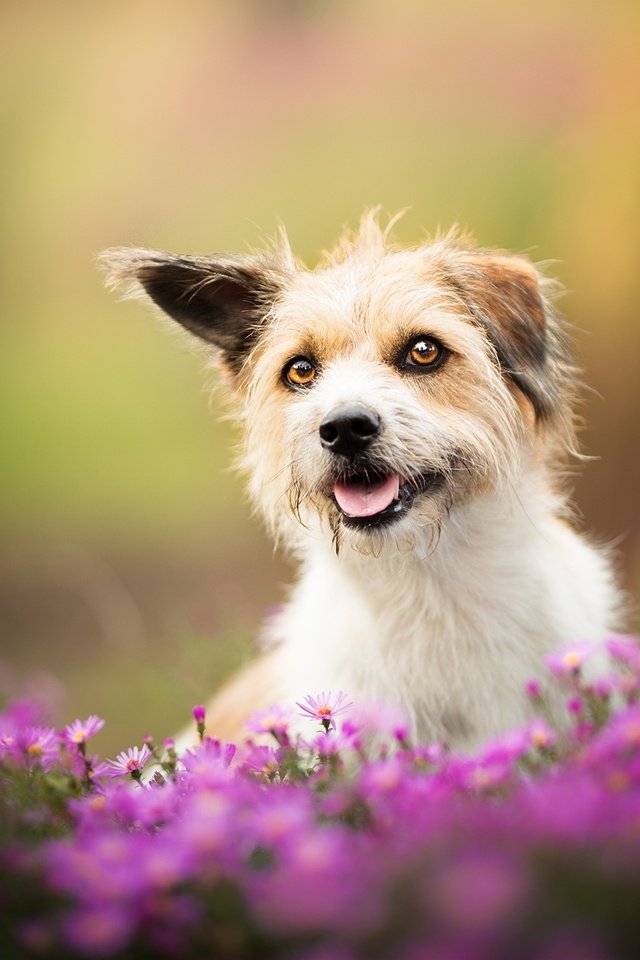 Обои цветы, собака, песик, боке, flowers, dog, doggie, bokeh разрешение 2048x1347 Загрузить