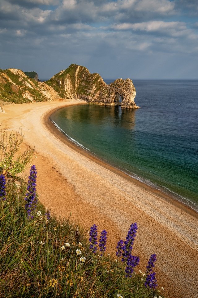 Обои цветы, море, песок, пляж, побережье, durdle door, дердл-дор, flowers, sea, sand, beach, coast, deral-dor разрешение 2048x1365 Загрузить