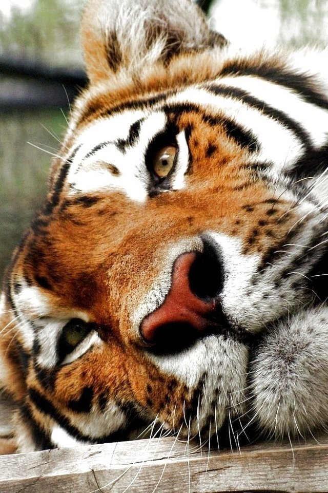 Обои тигр, морда, хищник, большая кошка, tiger, face, predator, big cat разрешение 1920x1080 Загрузить