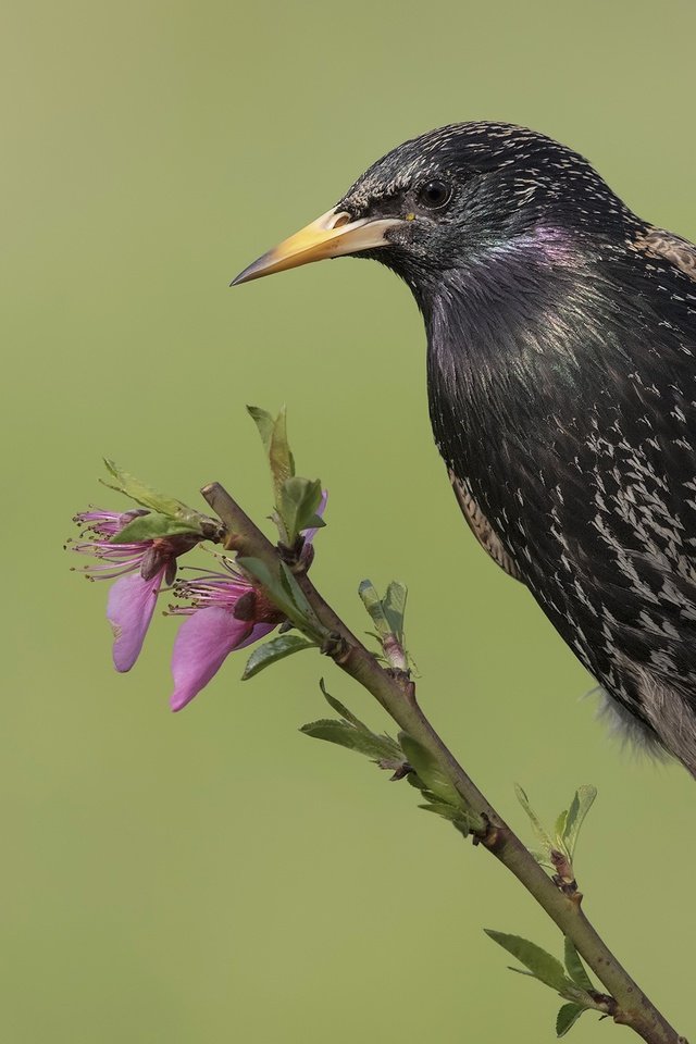 Обои цветы, ветка, птица, клюв, скворец, flowers, branch, bird, beak, starling разрешение 2400x1465 Загрузить