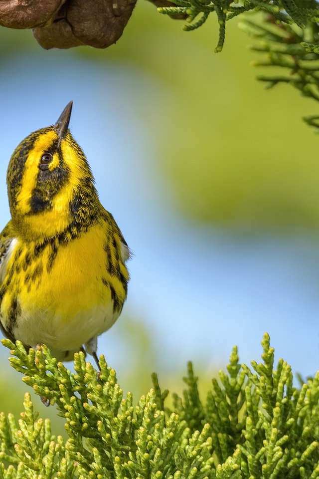 Обои фон, ветки, птица, лесной певун, туя, background, branches, bird, a woodland songster разрешение 2988x1793 Загрузить