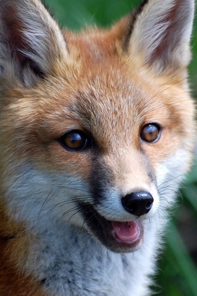 Обои мордочка, взгляд, лиса, лисица, живая природа, muzzle, look, fox, wildlife разрешение 1920x1080 Загрузить