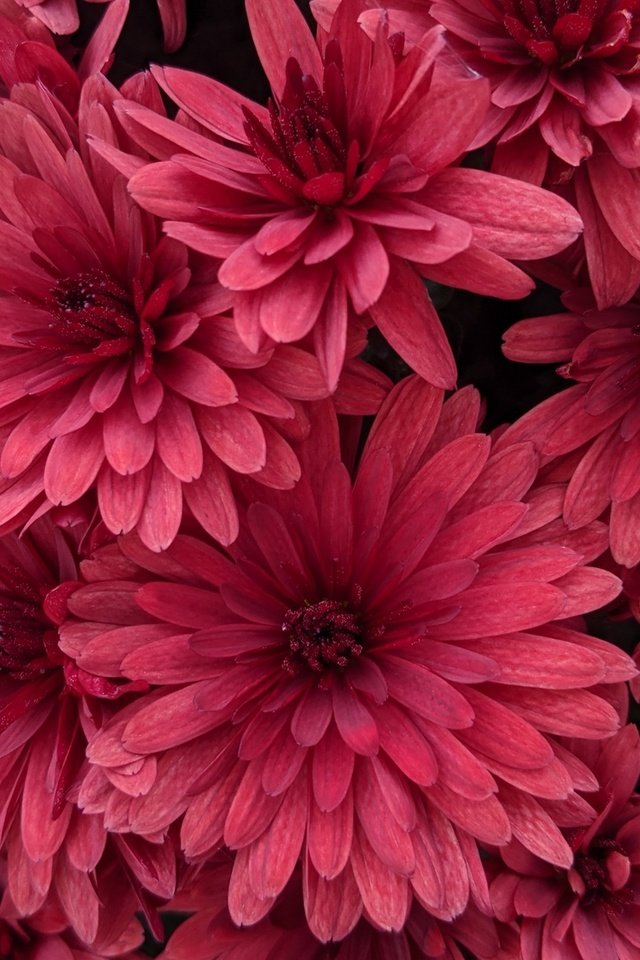 Обои цветы, лепестки, розовые, хризантемы, flowers, petals, pink, chrysanthemum разрешение 2560x1440 Загрузить