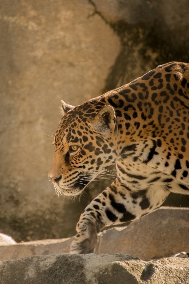 Обои хищник, большая кошка, ягуар, predator, big cat, jaguar разрешение 1920x1080 Загрузить