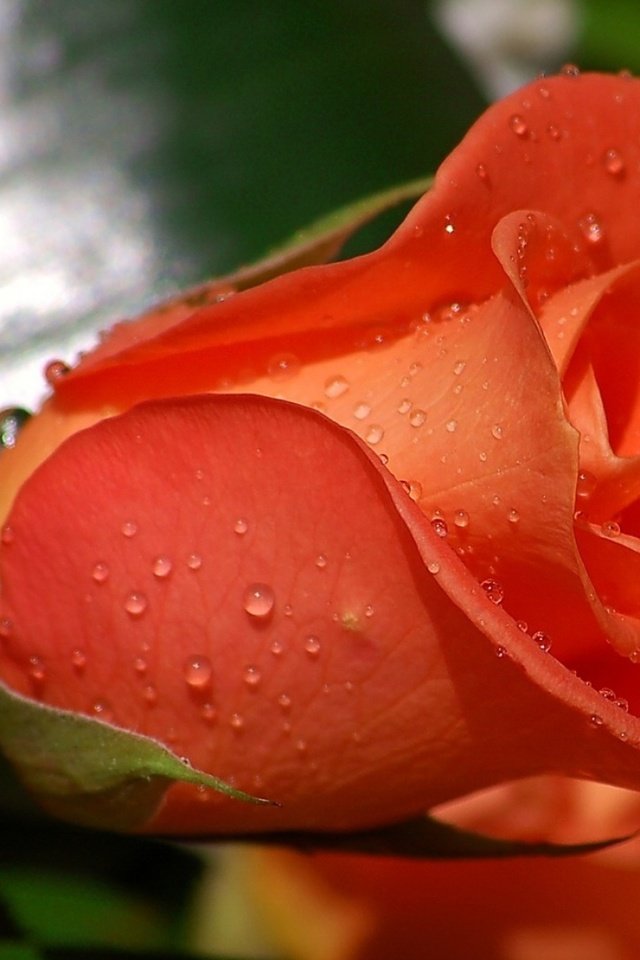 Обои цветы, роса, капли, роза, лепестки, бутон, flowers, rosa, drops, rose, petals, bud разрешение 1920x1200 Загрузить