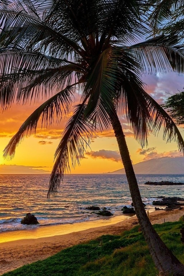 Обои небо, океан, облака, пальма, природа, отдых, закат, гавайи, пейзаж, море, горизонт, лето, the sky, the ocean, clouds, palma, nature, stay, sunset, hawaii, landscape, sea, horizon, summer разрешение 2048x1152 Загрузить