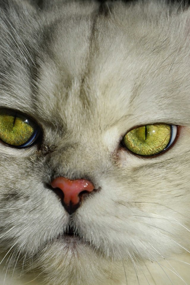 Обои портрет, кот, кошка, пушистый, британец, portrait, cat, fluffy, british разрешение 6000x4000 Загрузить