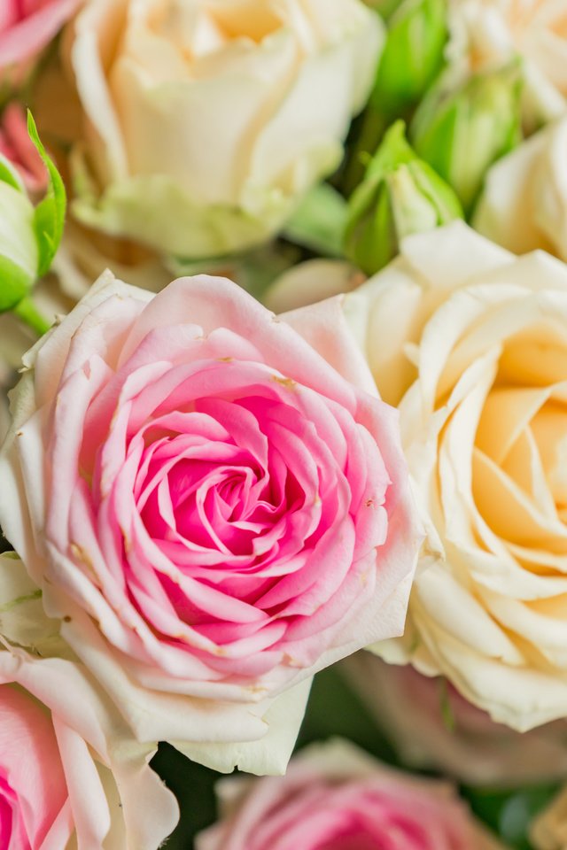 Обои цветы, розы, букет, flowers, roses, bouquet разрешение 6000x4000 Загрузить
