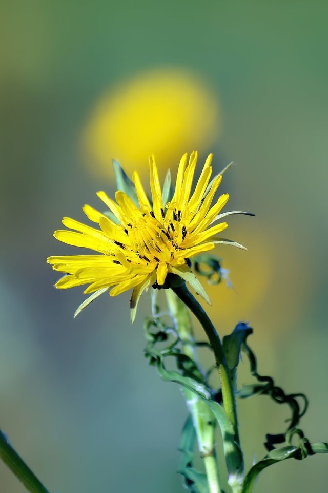 Обои цветок, лето, лепестки, flower, summer, petals разрешение 5184x3456 Загрузить