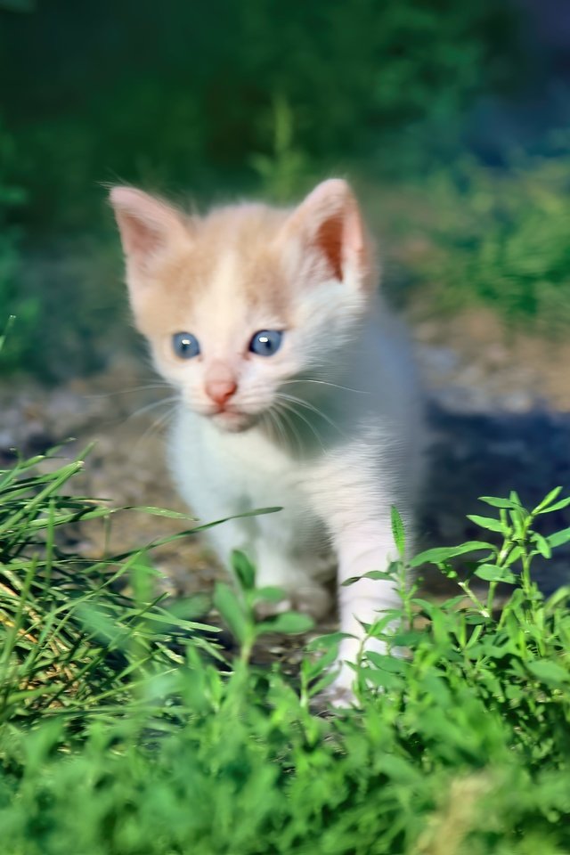 Обои трава, кот, мордочка, кошка, взгляд, котенок, grass, cat, muzzle, look, kitty разрешение 5184x3456 Загрузить