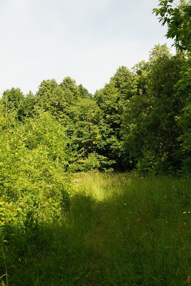 Обои трава, деревья, природа, лето, grass, trees, nature, summer разрешение 3840x2160 Загрузить