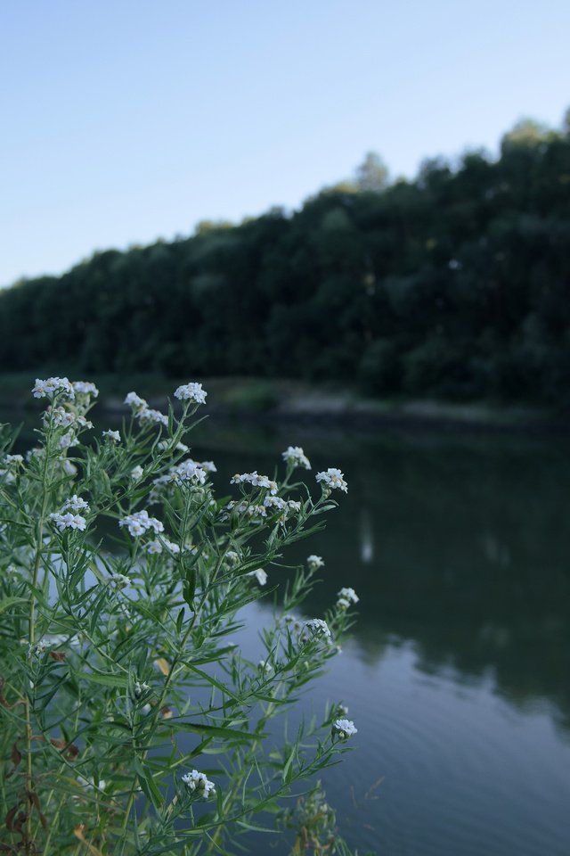 Обои цветы, река, природа, ромашки, flowers, river, nature, chamomile разрешение 6240x4160 Загрузить