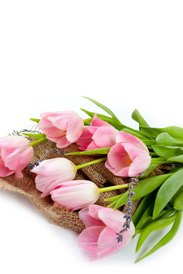 Обои тюльпаны, tulips разрешение 5616x5616 Загрузить