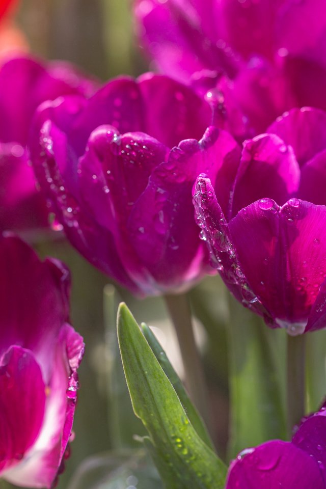 Обои цветы, природа, капли, тюльпаны, flowers, nature, drops, tulips разрешение 5472x3648 Загрузить