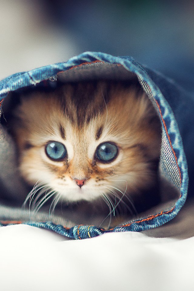 Обои глаза, кот, кошка, котенок, джинсы, постель, eyes, cat, kitty, jeans, bed разрешение 2048x1569 Загрузить