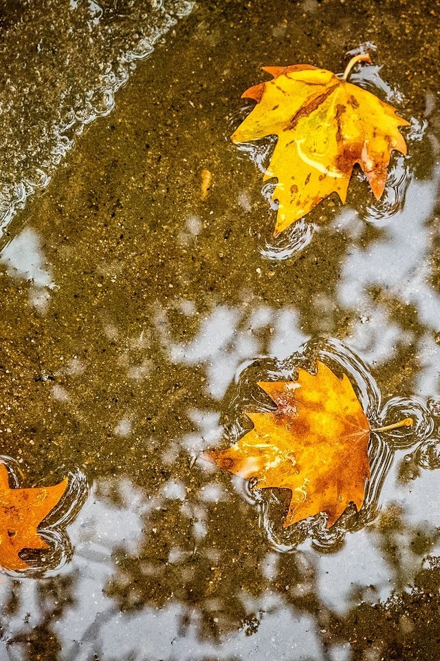Обои листья, осень, клен, лужа, leaves, autumn, maple, puddle разрешение 1984x1323 Загрузить
