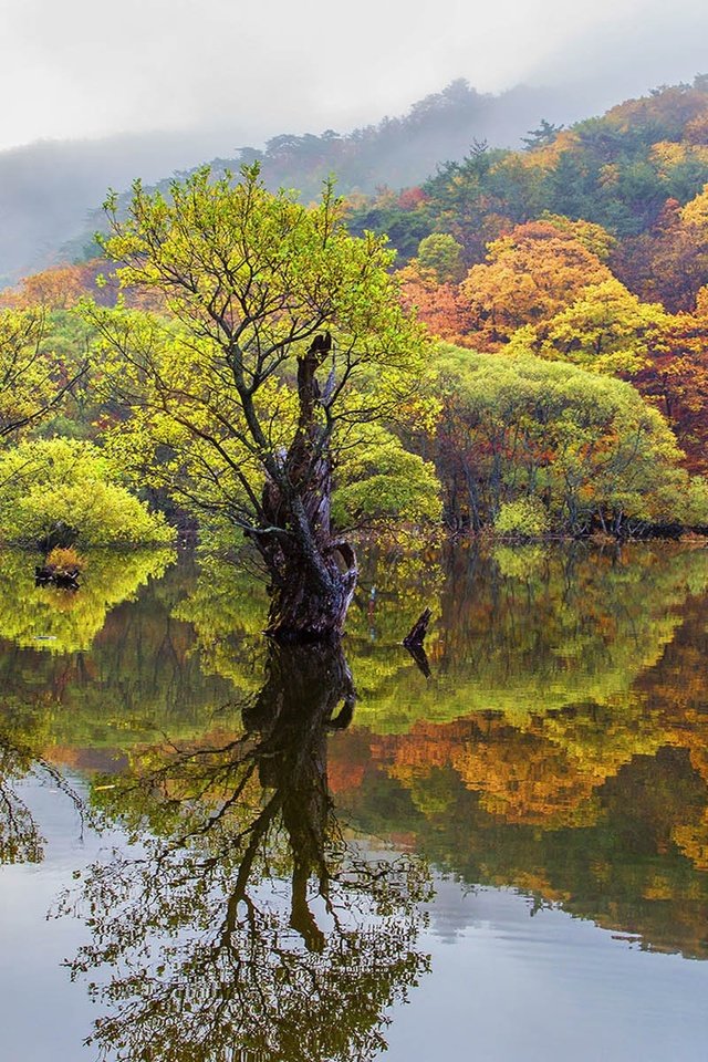 Обои деревья, озеро, лес, отражение, осень, trees, lake, forest, reflection, autumn разрешение 1920x1200 Загрузить