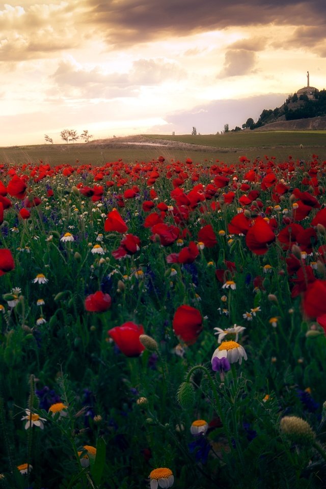 Обои небо, цветы, облака, пейзаж, поле, маки, ромашки, the sky, flowers, clouds, landscape, field, maki, chamomile разрешение 3840x2160 Загрузить