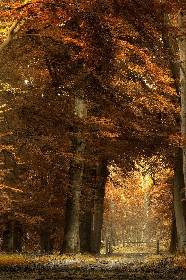 Обои деревья, природа, лес, стволы, осень, тропинка, trees, nature, forest, trunks, autumn, path разрешение 2048x1365 Загрузить