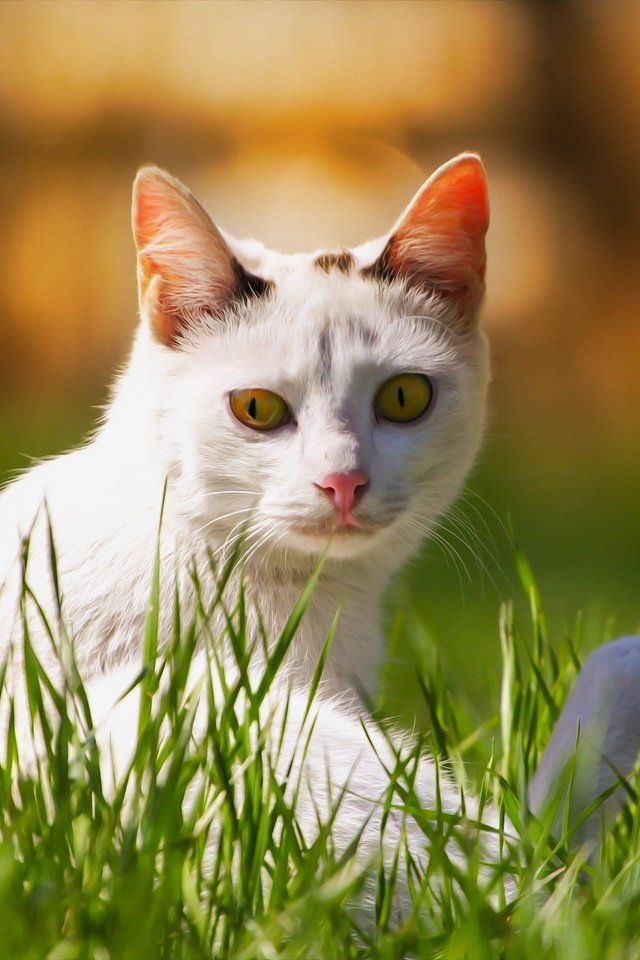 Обои фон, кот, мордочка, кошка, взгляд, травка, background, cat, muzzle, look, weed разрешение 1920x1280 Загрузить