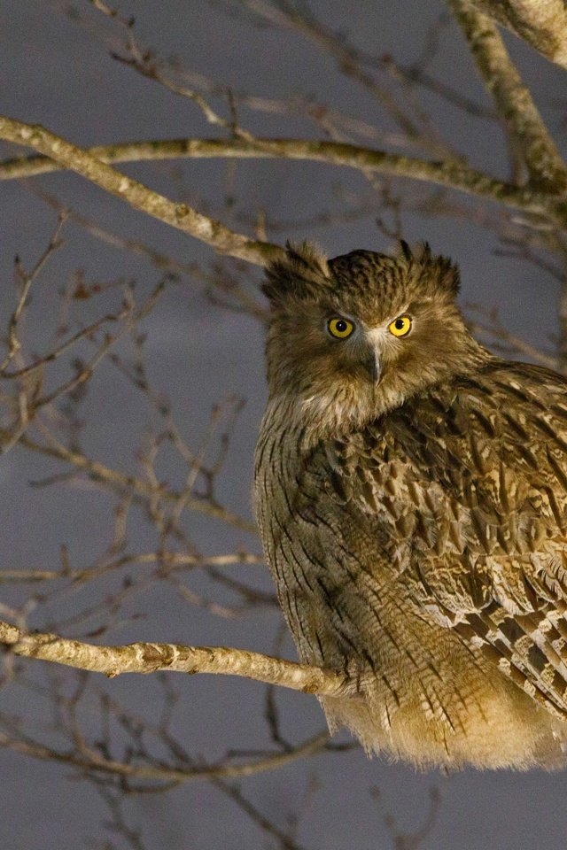 Обои япония, птица, japan, bird разрешение 4458x2508 Загрузить