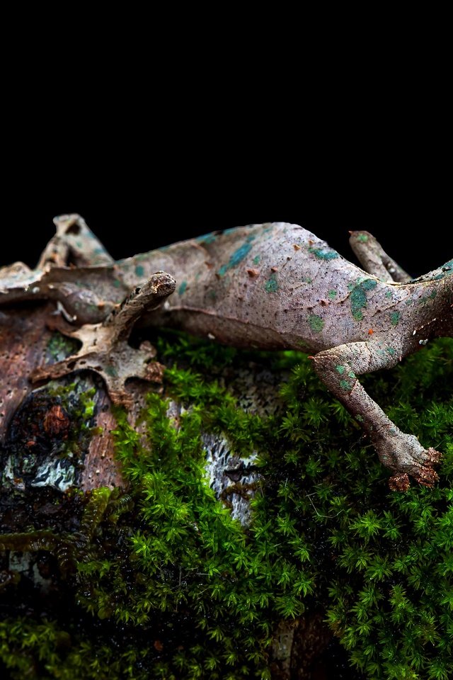 Обои ящерица, мох, черный фон, бревно, геккон, lizard, moss, black background, log, gecko разрешение 3840x2556 Загрузить