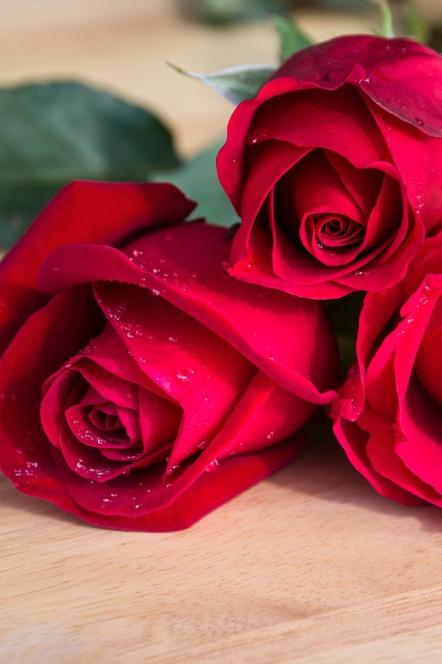 Обои цветы, бутоны, розы, красные, букет, flowers, buds, roses, red, bouquet разрешение 5184x3332 Загрузить