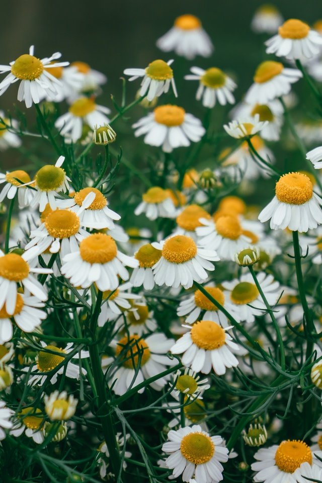 Обои цветы, ромашки, белые, много, полевые, боке, flowers, chamomile, white, a lot, field, bokeh разрешение 6000x4000 Загрузить