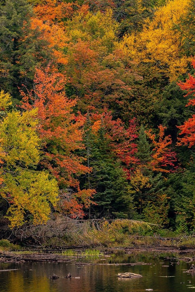 Обои деревья, лес, парк, осень, пруд, канада, онтарио, algonquin, algonquin park, trees, forest, park, autumn, pond, canada, ontario разрешение 2048x1365 Загрузить