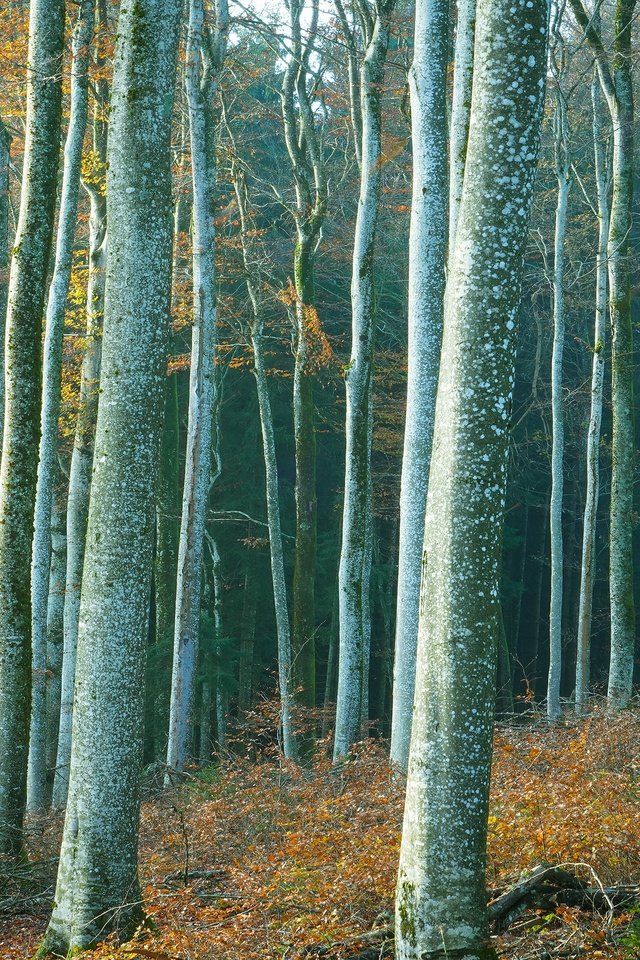 Обои деревья, лес, стволы, trees, forest, trunks разрешение 3840x2160 Загрузить