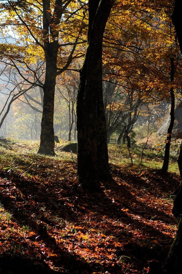 Обои деревья, природа, лес, осень, trees, nature, forest, autumn разрешение 3840x2373 Загрузить