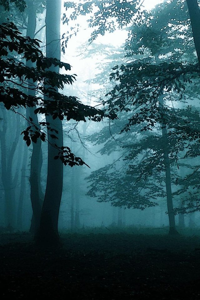Обои деревья, природа, лес, туман, темно, trees, nature, forest, fog, dark разрешение 1920x1200 Загрузить