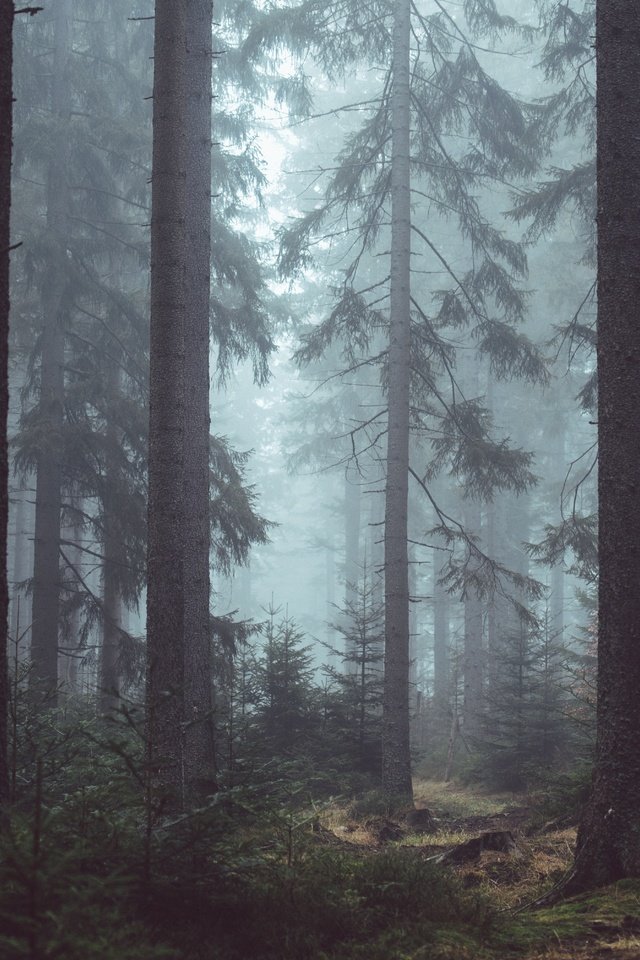 Обои деревья, природа, лес, туман, trees, nature, forest, fog разрешение 6016x4016 Загрузить