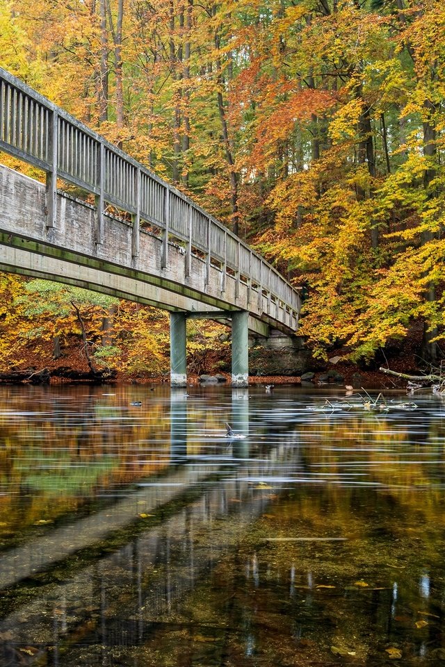 Обои деревья, река, лес, парк, мост, осень, германия, trees, river, forest, park, bridge, autumn, germany разрешение 2480x1653 Загрузить