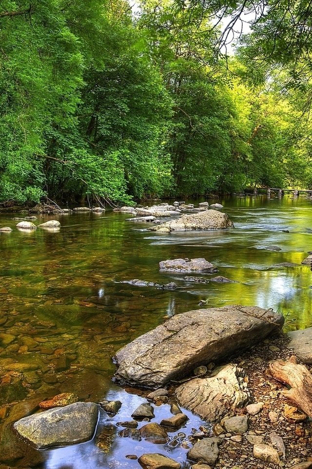 Обои деревья, река, природа, лес, trees, river, nature, forest разрешение 1920x1080 Загрузить