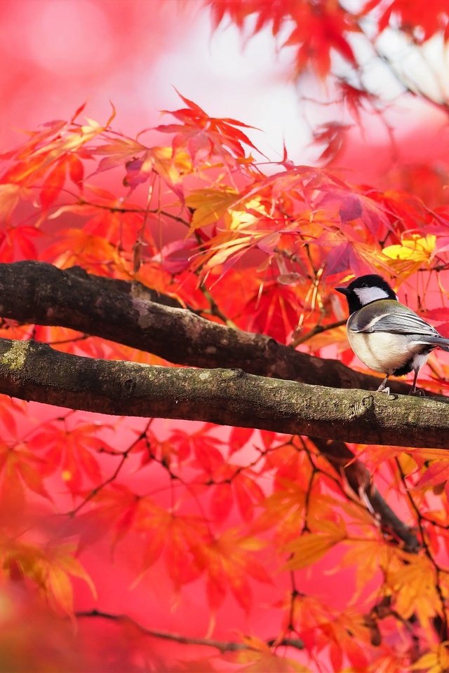 Обои дерево, листья, ветки, птица, клен, синица, осенние листья, tree, leaves, branches, bird, maple, tit, autumn leaves разрешение 2000x1333 Загрузить