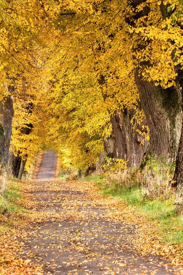 Обои дорога, деревья, осень, road, trees, autumn разрешение 3840x2160 Загрузить