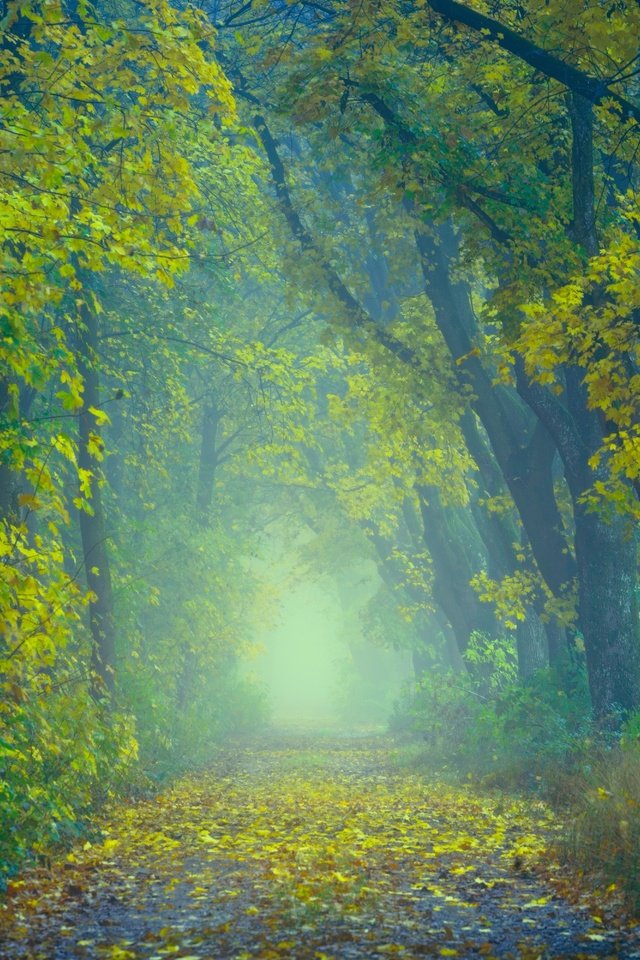 Обои дорога, деревья, природа, лес, листья, туман, осень, road, trees, nature, forest, leaves, fog, autumn разрешение 6000x4000 Загрузить