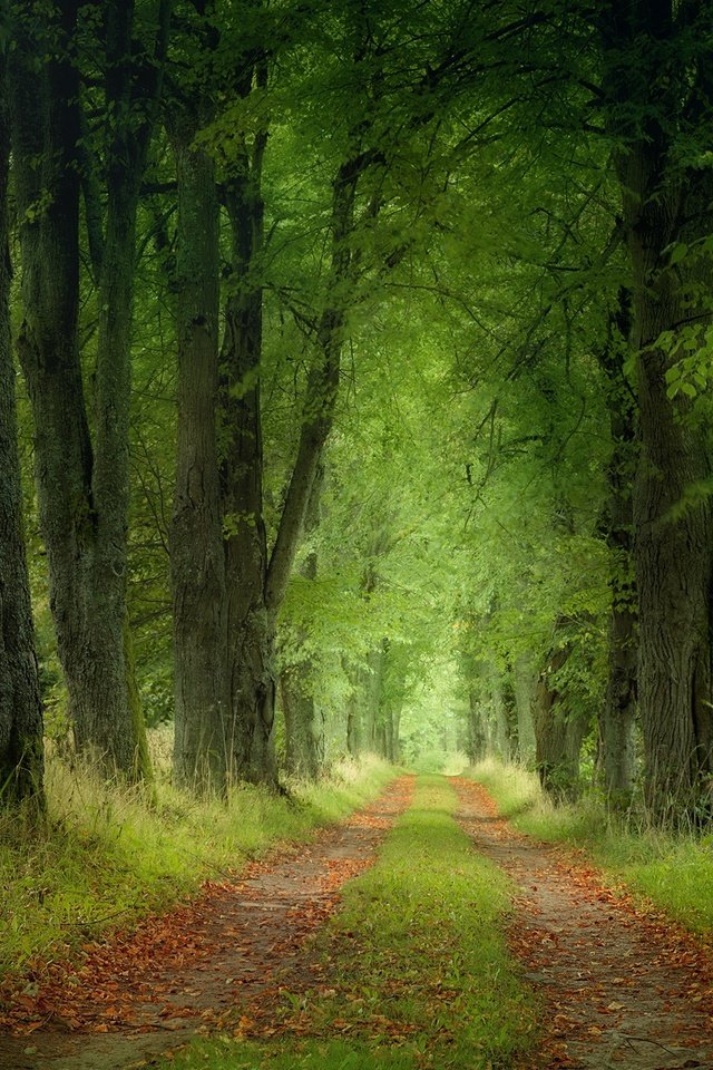 Обои дорога, деревья, природа, лес, пейзаж, чехия, road, trees, nature, forest, landscape, czech republic разрешение 2200x1467 Загрузить