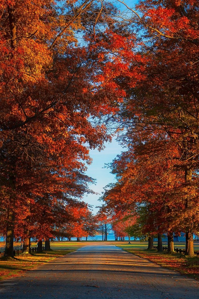 Обои дорога, парк, листва, осень, аллея, road, park, foliage, autumn, alley разрешение 3840x2160 Загрузить