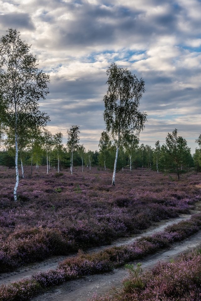 Обои дорога, природа, березы, road, nature, birch разрешение 3840x2160 Загрузить