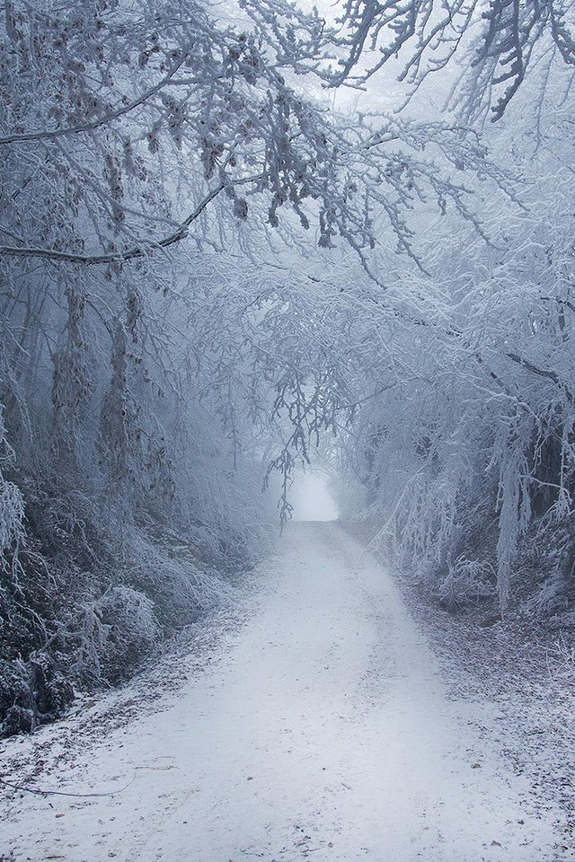 Обои дорога, снег, природа, лес, зима, туман, road, snow, nature, forest, winter, fog разрешение 1920x1200 Загрузить