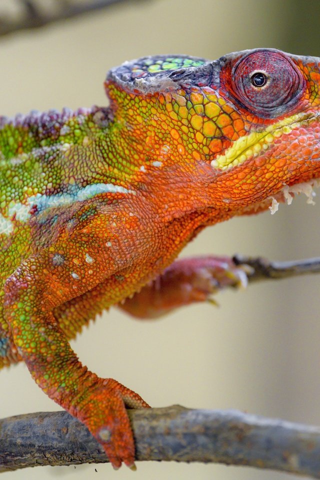 Обои хамелеон, рептилия, яркий окрас, chameleon, reptile, bright color разрешение 5568x3712 Загрузить